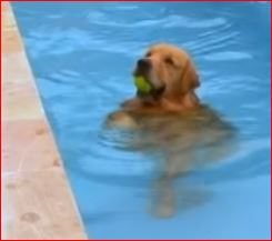 Pool inspiration