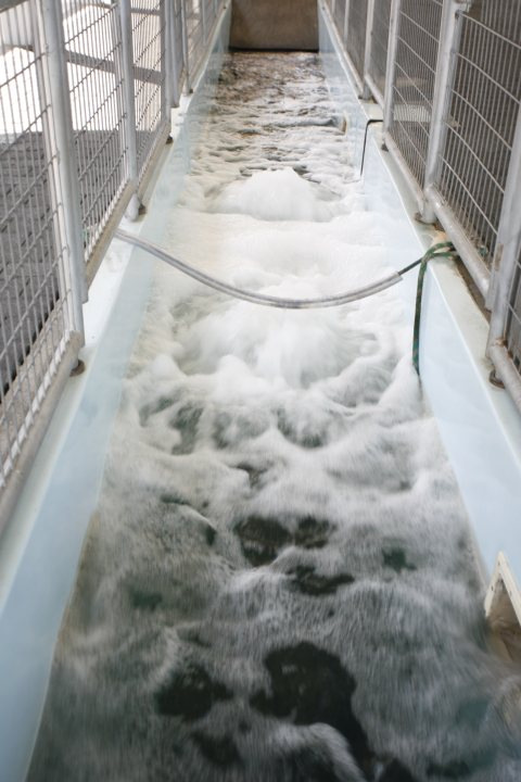 Pool inspiration