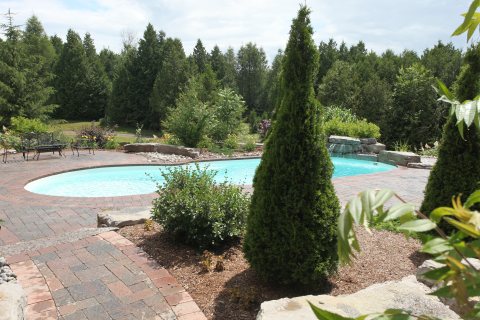Oasis