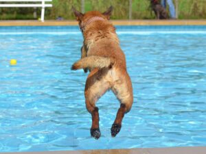 Dog leaping into a bright blue pool
